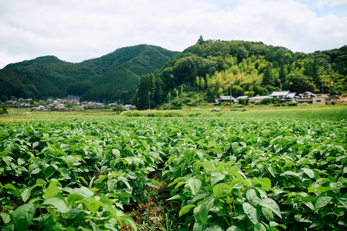 自然栽培 丹波の黒豆(クリップポストでの配送)