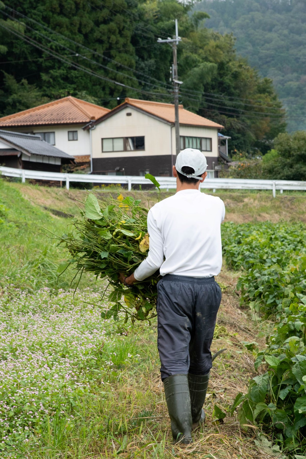 丹波産　自然栽培黒枝豆　