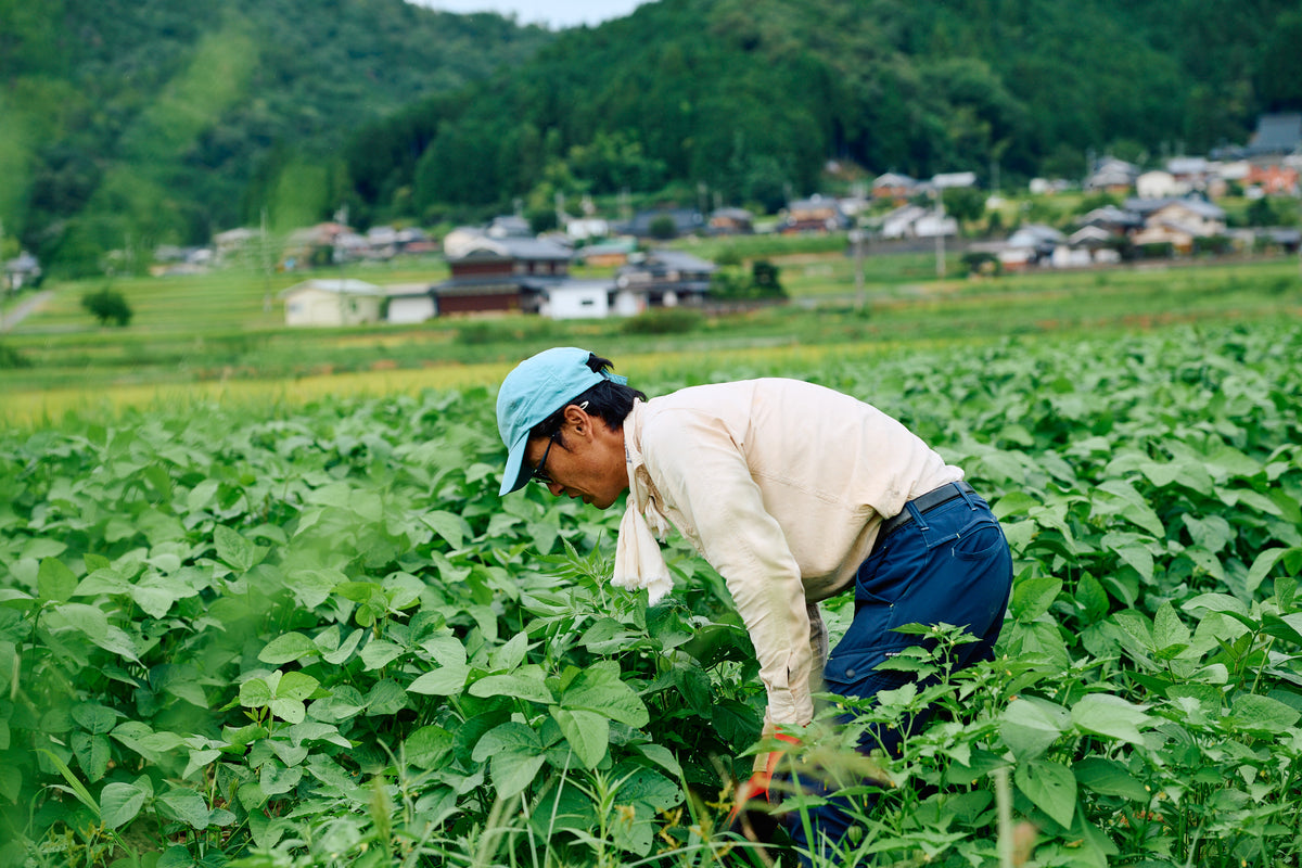 自然栽培　丹波の黒豆（クリップポストでの配送）
