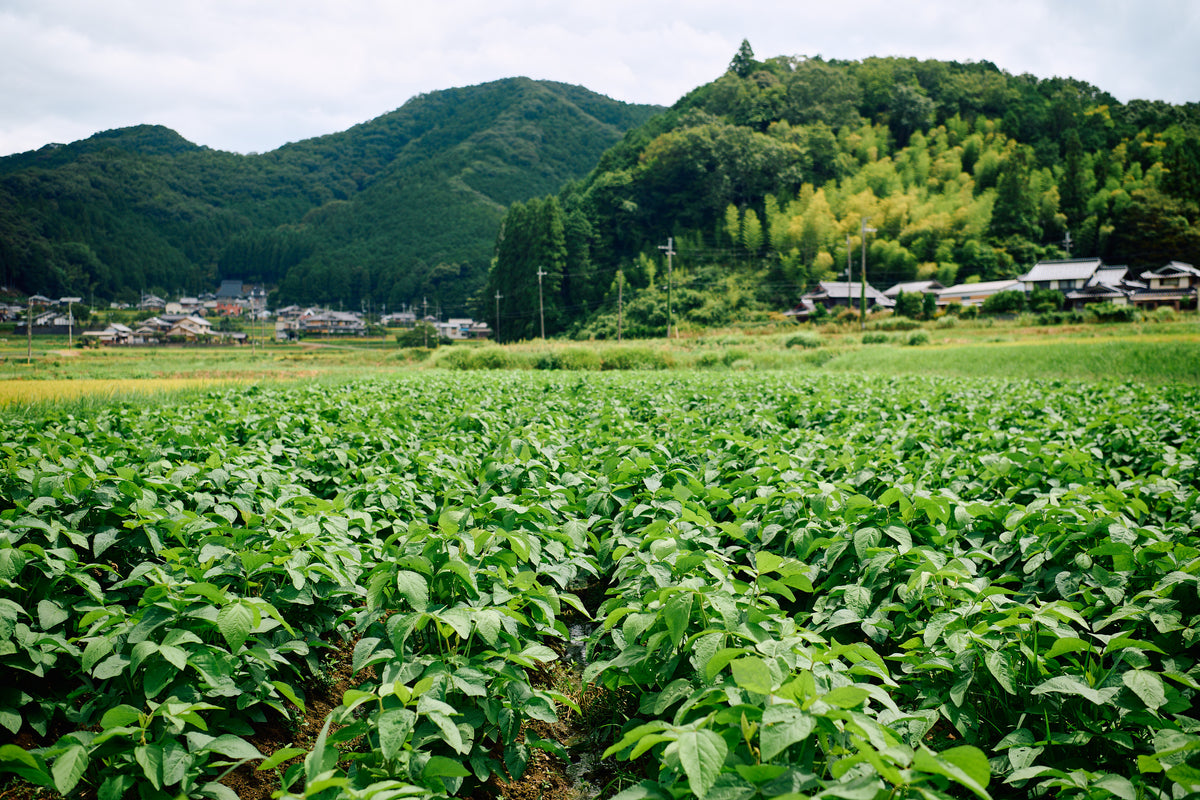 丹波産　自然栽培黒枝豆　