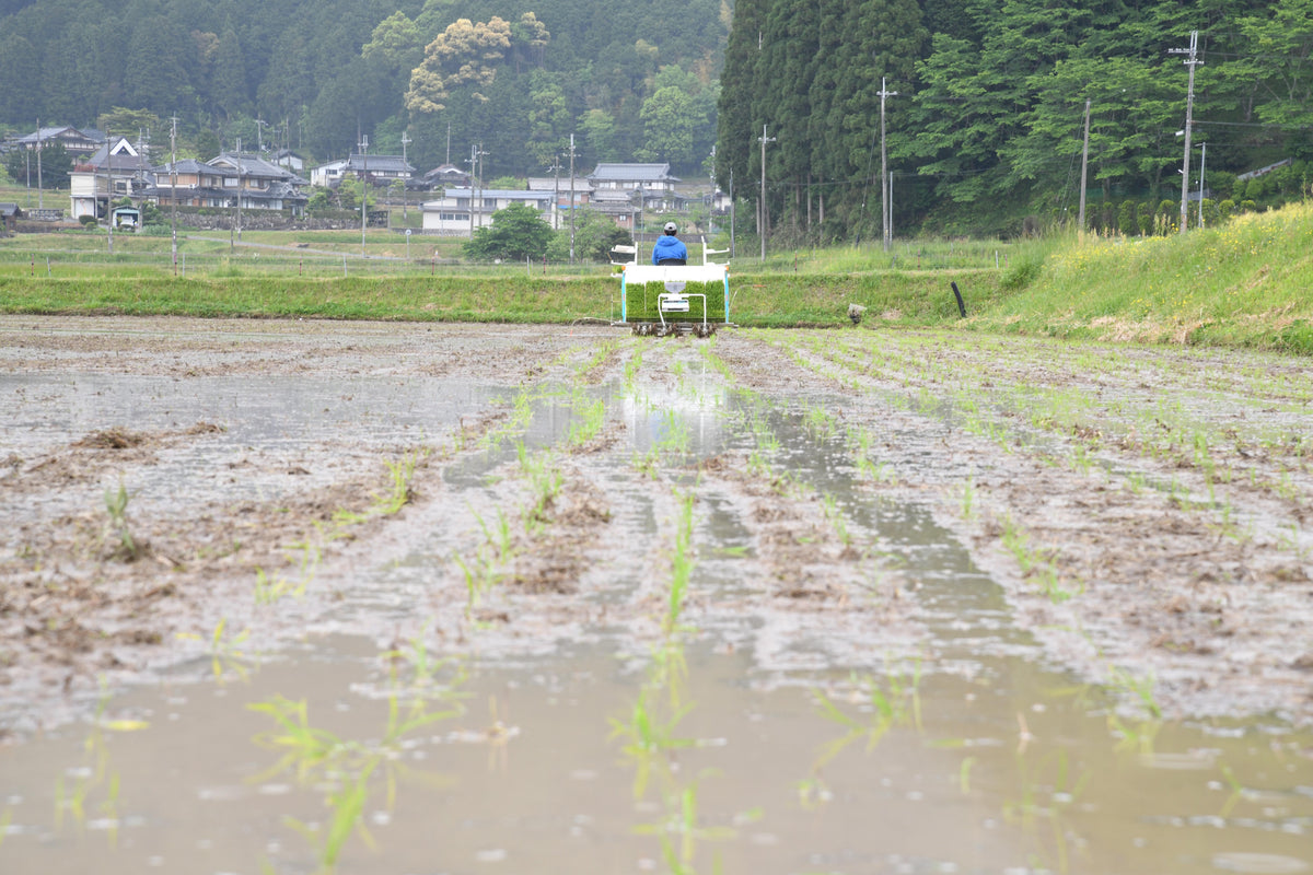 自然栽培　丹波産コシヒカリ　