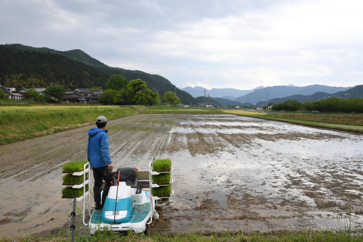自然栽培　丹波産コシヒカリ　