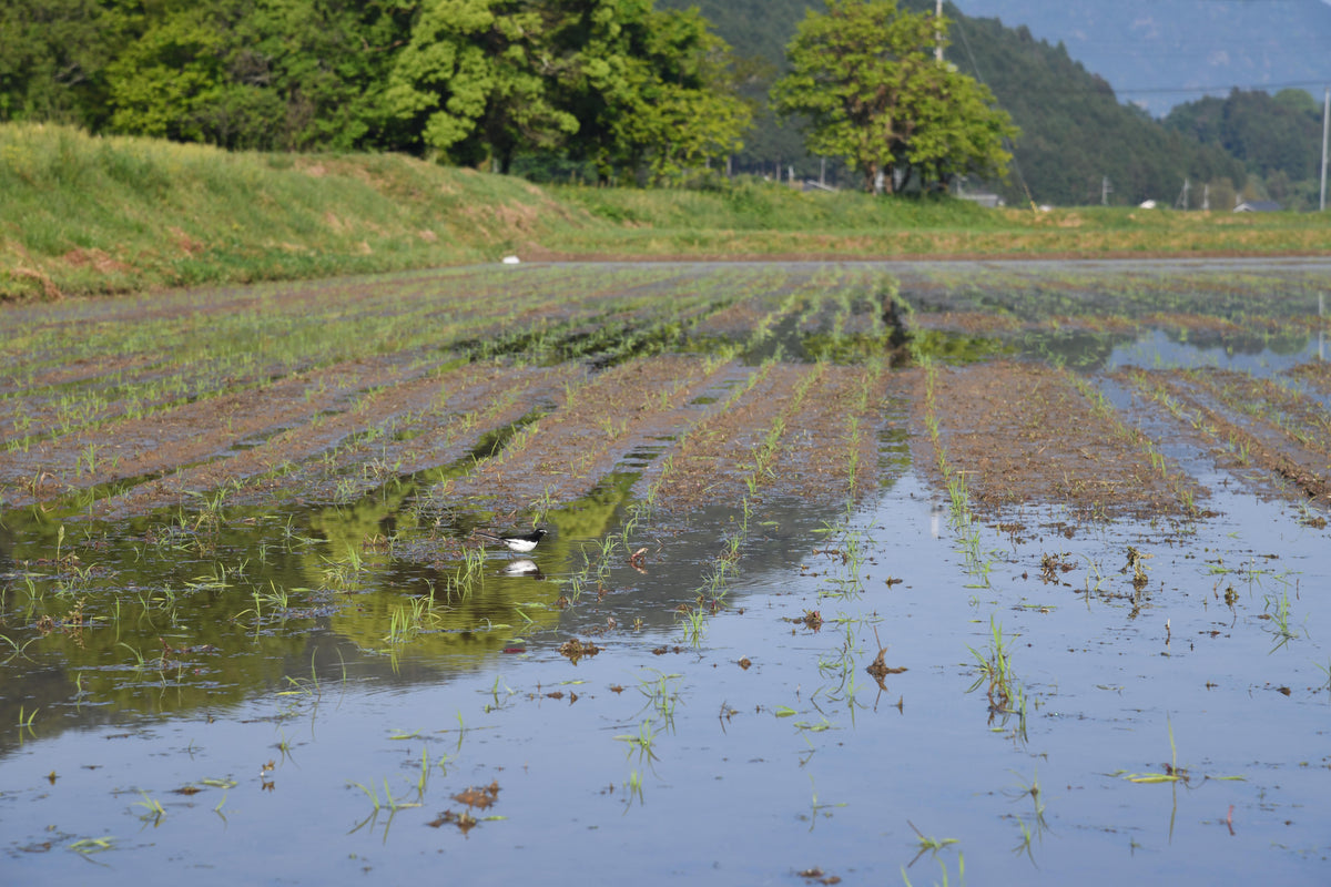 自然栽培　丹波産コシヒカリ　