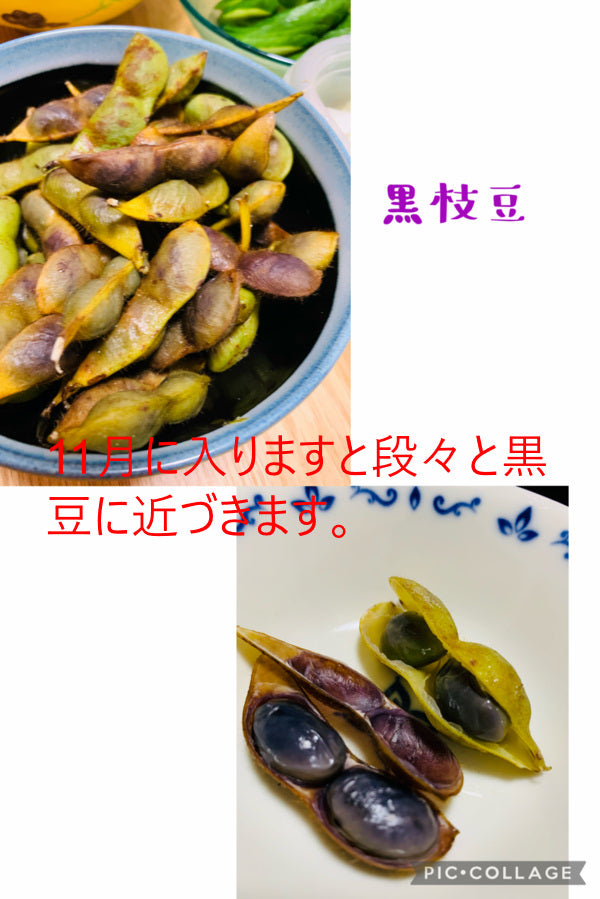 丹波産　自然栽培黒枝豆　